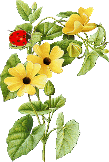 fleurs